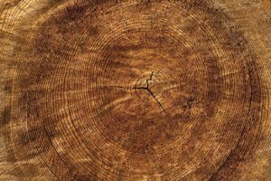 annual rings, tree, texture-2119287.jpg